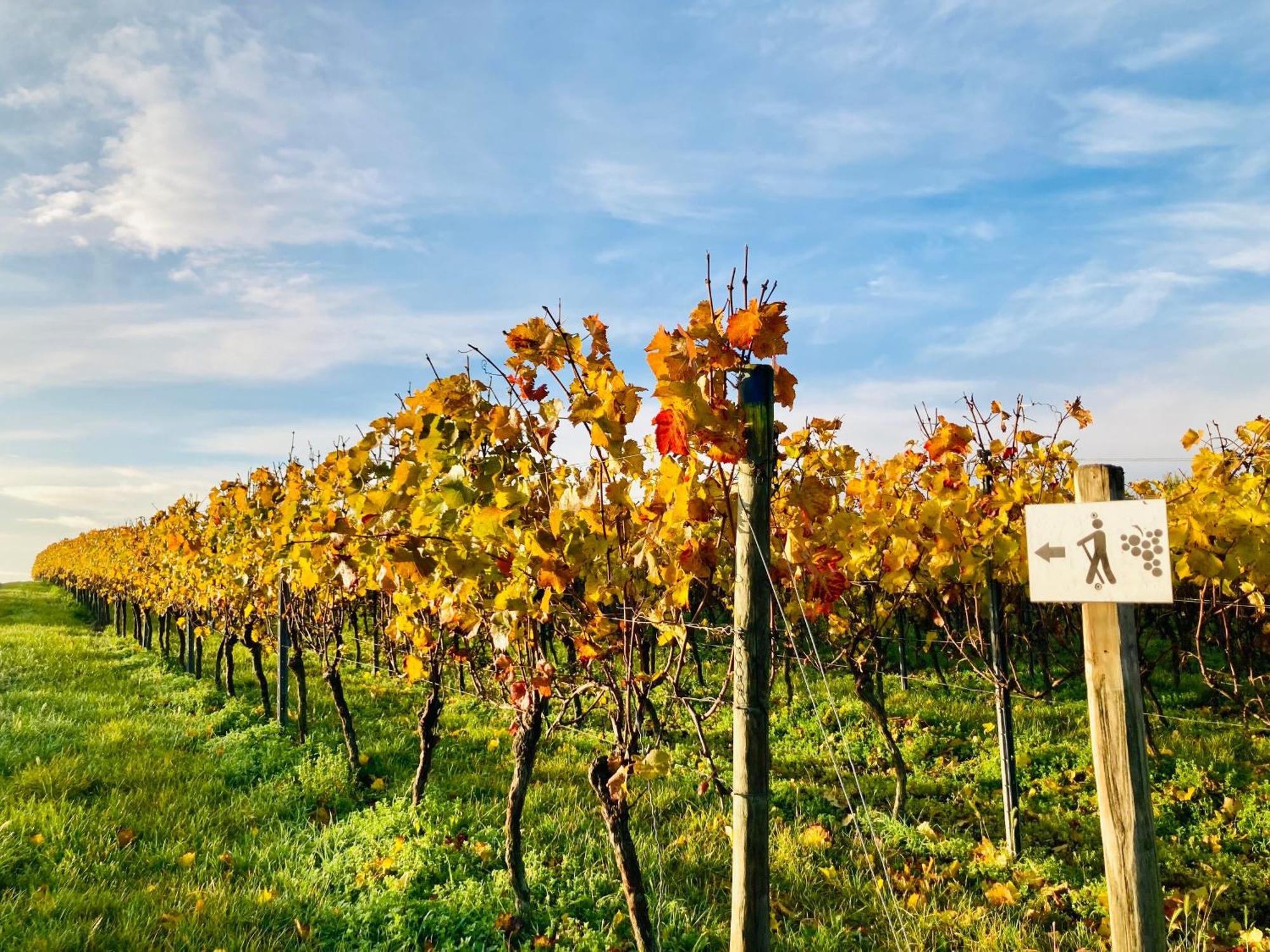 Winzerhotel Kinges-Kessel Morstadt Luaran gambar