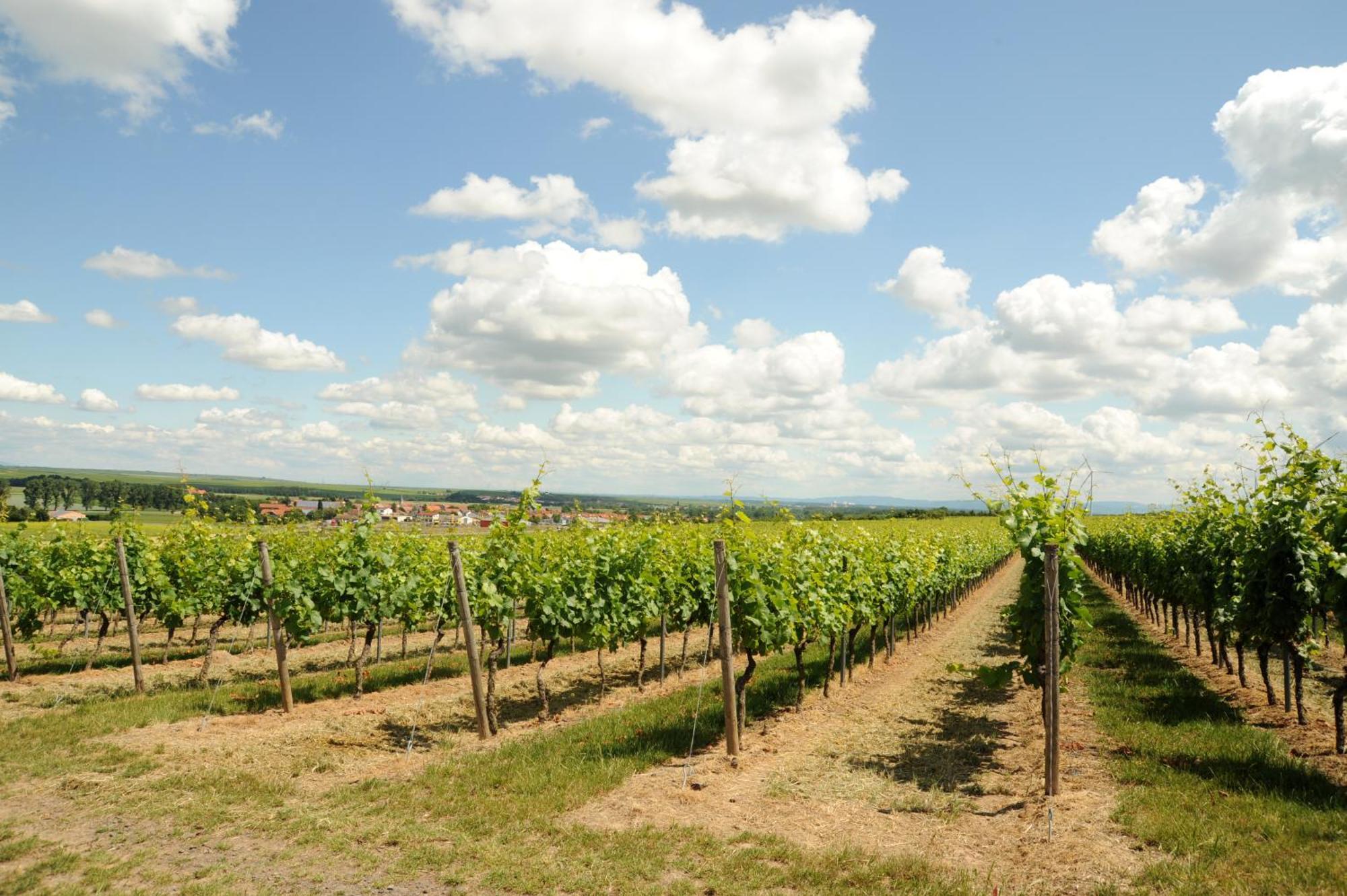 Winzerhotel Kinges-Kessel Morstadt Luaran gambar